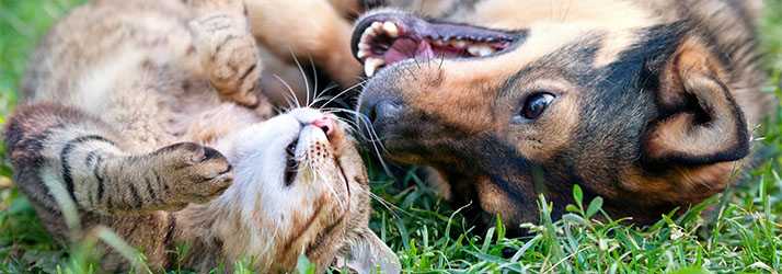 The Amazing Health Benefits of Pets