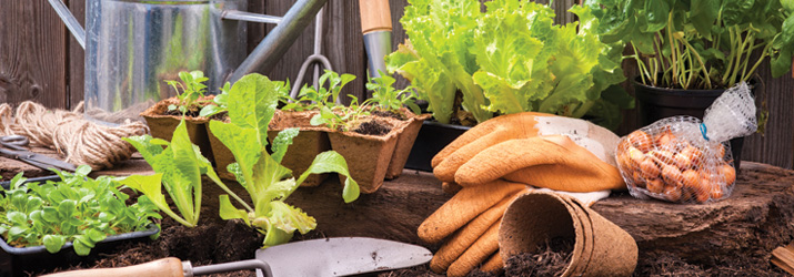 The Benefits Of Gardening